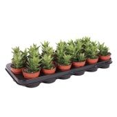 Алоэ Скуаросса d8.5 см h15 см