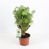 Полисциас Hawaiiana d12 см h40 см тип 1 Полисциас Hawaiiana d12 см h40 см тип 1