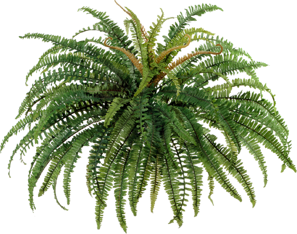 Папоротник лесной 80 см