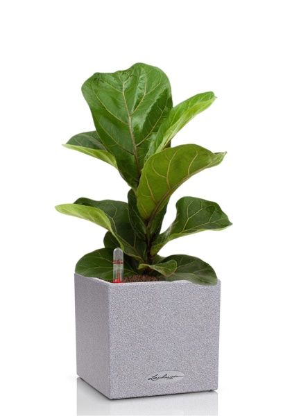 Фикус Лирата Бамбино 12/30 см в CANTO STONE 14