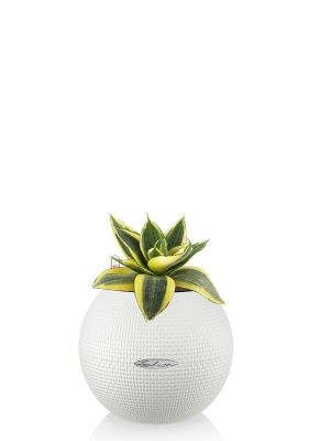 Сансевиерия Голден Ханни в PURO 20, белый Сансевиерия Голден Ханни в PURO 20, белый