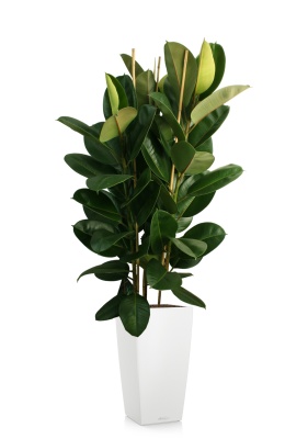 Фикус Эластика Робуста 3 ствола 35/160 см в CUBICO COLOR 40 Фикус Эластика Робуста 3 ствола 35/160 см в CUBICO COLOR 40