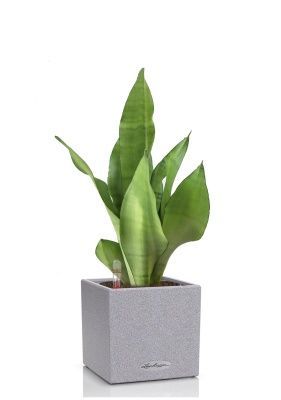 Сансевиерия Муншайн в CANTO STONE 14, серый камень