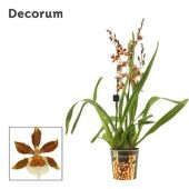 Орхидея Камбрия Голд Раш (decorum) d12 см h65 см Орхидея Камбрия Голд Раш (decorum) d12 см h65 см