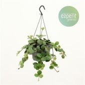 Пеперомия Хоуп d17 см h25 см