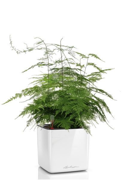 Аспарагус в CUBE GLOSSY 14