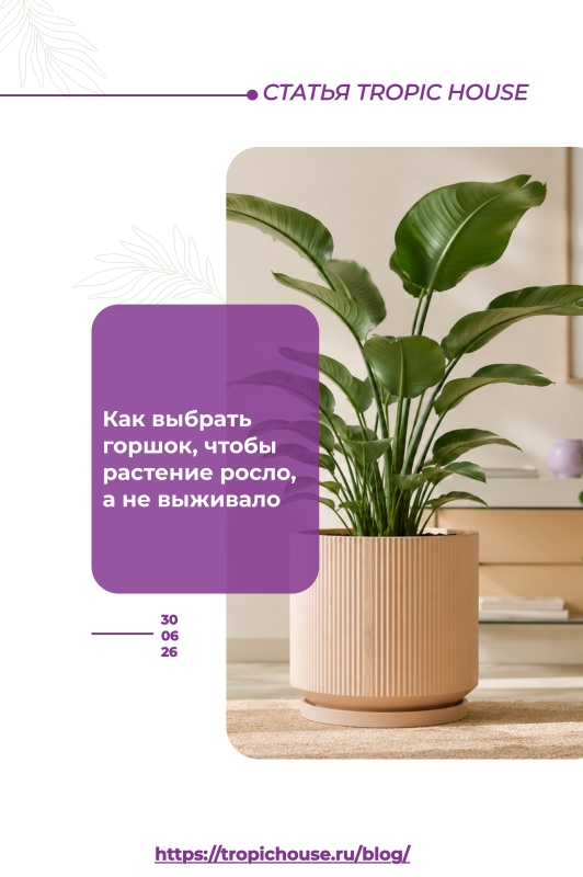 Как выбрать горшок, чтобы растение росло, а не выживало