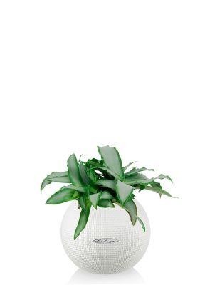 Мурдания в PURO 20, белый Мурдания в PURO 20, белый