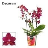 Фаленопсис 3-4 ствола Dazzling Devil Decorum) d12 см h40 см Фаленопсис 3-4 ствола Dazzling Devil Decorum) d12 см h40 см