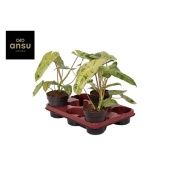 Филодендрон Paraiso Verde d12 см h30 см Филодендрон Paraiso Verde d12 см h30 см