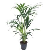 Ховея Форстериана d19 см h100 см