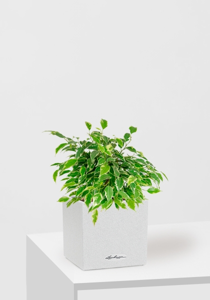 Фикус Бенджамина Кинки Пестрый 12/30 см в CANTO STONE 14