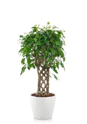 Фикус Экзотика решетка 23/100 см в CLASSICO COLOR 28, белый Фикус Экзотика решетка 23/100 см в CLASSICO COLOR 28, белый