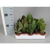 Опунция микс d5.5 см h5 см тип 2 Опунция микс d5.5 см h5 см тип 2