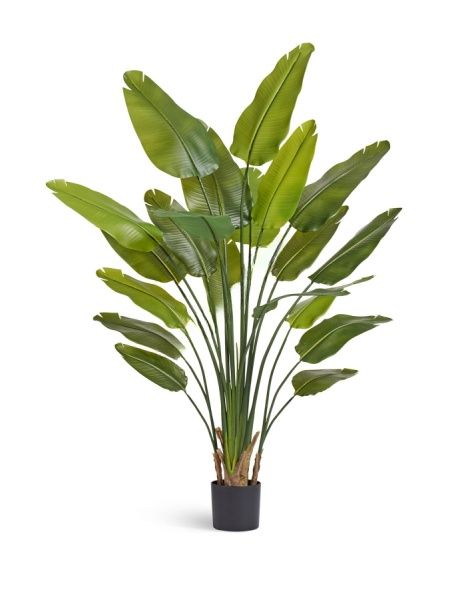 Стрелиция New Style Sensitive Botanic 180 см