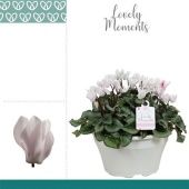 Цикламен Garden White d22 см h30 см тип 1 Цикламен Garden White d22 см h30 см тип 1