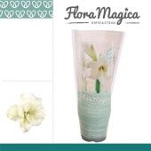 Гиппеаструм Kolibri Alfresco Flora Magica 1 ствол d9 см h15 см Гиппеаструм Kolibri Alfresco Flora Magica 1 ствол d9 см h15 см