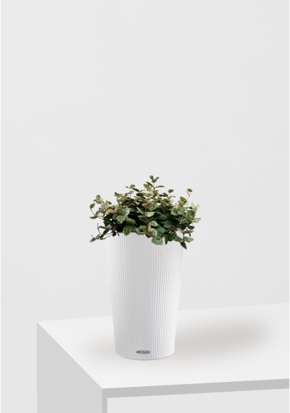 Трахелоспермум азиатский триколор 18/30 см в CILINDRO 23 Трахелоспермум азиатский триколор 18/30 см в CILINDRO 23