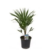 Трахикарпус Форчуна d21 см h65 см