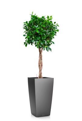 Фикус Нитида переплетенный 23/110 см в CUBICO 30, антрацитовый металлик