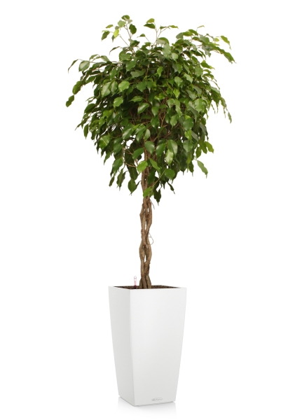 Фикус Экзотика переплетенный 30/150 см в CUBICO COLOR 40 Фикус Экзотика переплетенный 30/150 см в CUBICO COLOR 40