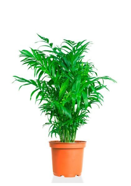 Хамедорея 23/90 см