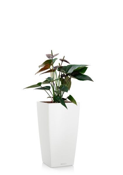 Антуриум Андре шоколадный 17/55 см в CUBICO COLOR 22 Антуриум Андре шоколадный 17/55 см в CUBICO COLOR 22