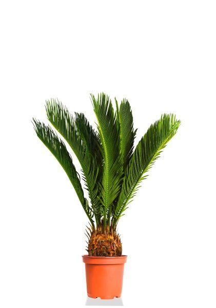 Цикас Революта 14/60 см