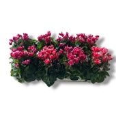 Цикламен Compact Fantasia Mix d10.5 см h17.5 см