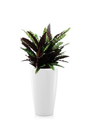 Калатея Лансифолия 30/80 см в RONDO 40, белый блестящий