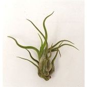 Тилландсия Caput Medusa d9 см h10 см