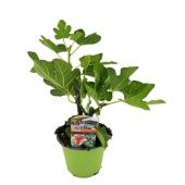 Фикус инжирный d14 см h30 см