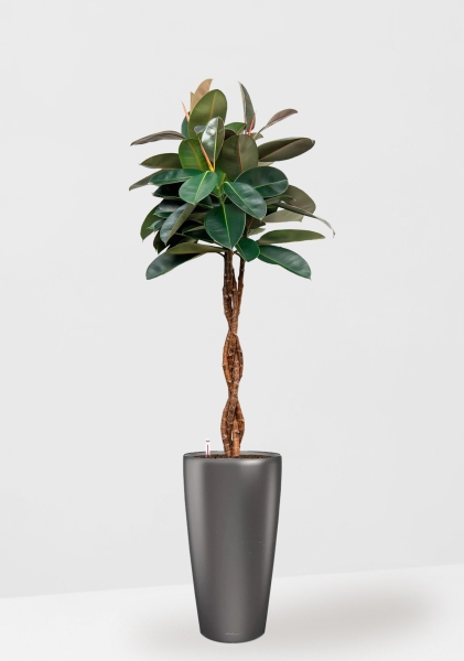 Фикус Эластика Бургунди переплетенный 27/160 см в RONDO 40