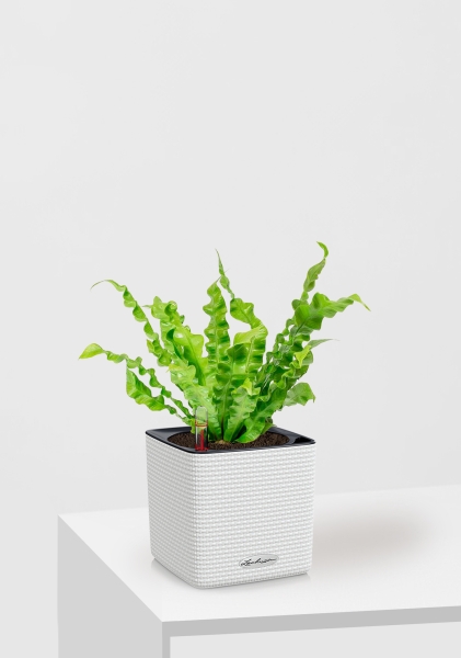 Асплениум Криспи 9/15 см в CUBE Color 14