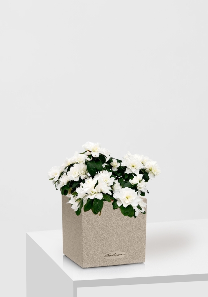 Азалия индика белая 12/25 см в CANTO STONE 14