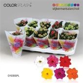 Каланхоэ Calandiva Splash Mix d10.5 см h20 см Каланхоэ Calandiva Splash Mix d10.5 см h20 см