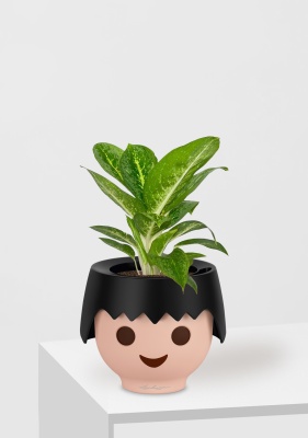 Аглаонема Еллоу Биколор 12/30 см в OJO Аглаонема Еллоу Биколор 12/30 см в OJO