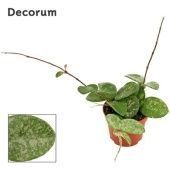 Хойя Mathilde Splash (decorum) d6 см h2.5 см