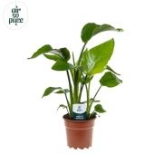 Стрелиция Николай (air So Pure) d17 см h65 см Стрелиция Николай (air So Pure) d17 см h65 см