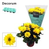 Хризантема Маргарита желтая (decorum) d13 см h25 см