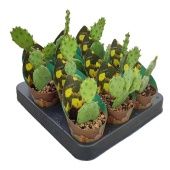 Опунция Humifusa d6.5 см h8 см Опунция Humifusa d6.5 см h8 см