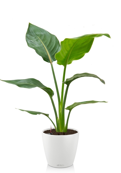 Стрелиция Регина 24/100 см в CLASSICO COLOR 35