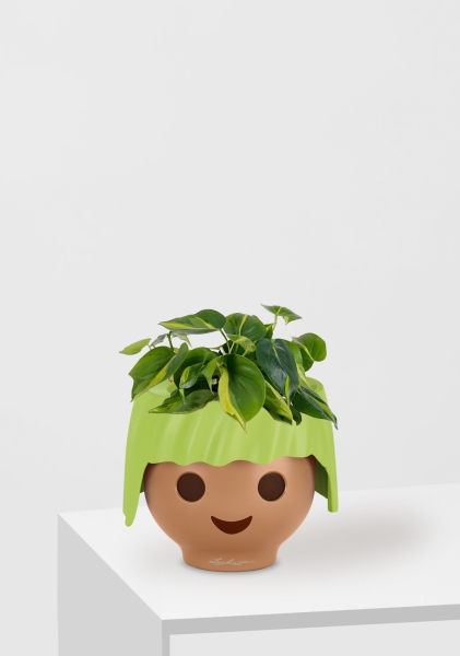 Филодендрон Бразил 12/20 см в OJO