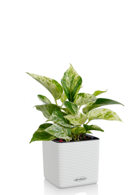 Сциндапсус Марбл Квин в CUBE COLOR 14 Белый