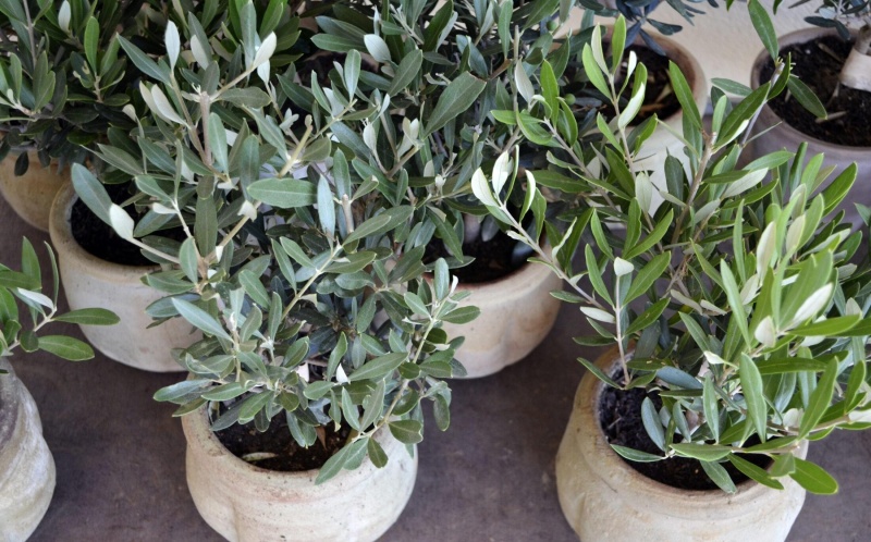 Олива: стильный акцент для рабочего пространства и фотозон