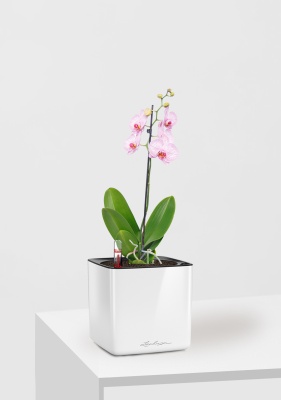 Орхидея Фаленопсис светло-розовая 12/60 см в CUBE GLOSSY 14