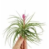 Тилландсия Stricta + Flowers d10 см h10 см Тилландсия Stricta + Flowers d10 см h10 см