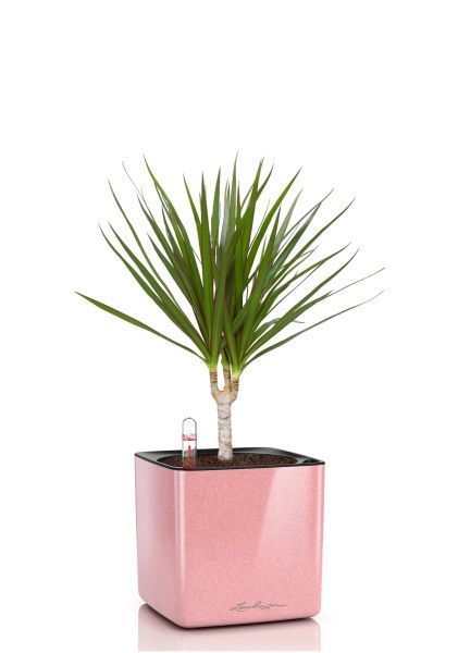 Драцена Маргината 1 ствол 12/40 см в CUBE GLOSSY KISS 14