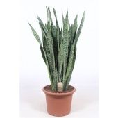 Сансевиерия Зейланика d35 см h110 см