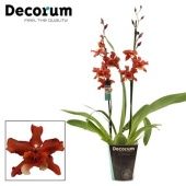 Орхидея Камбрия Соул Файр 2 ствола (decorum) d12 см h60 см